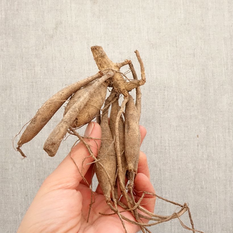 Dalia cactus Hollyhill Spider Woman Bulbo calibre I Ejemplar entregado en la primavera