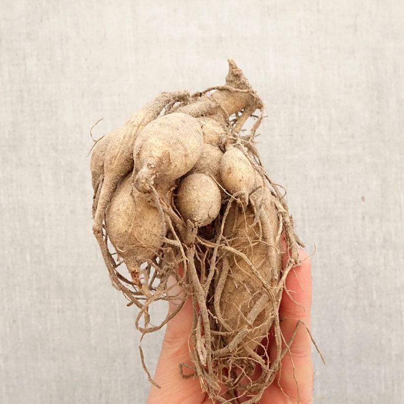 Dalia cactus Jeanne d Arc Bulbo Ejemplar entregado en la primavera