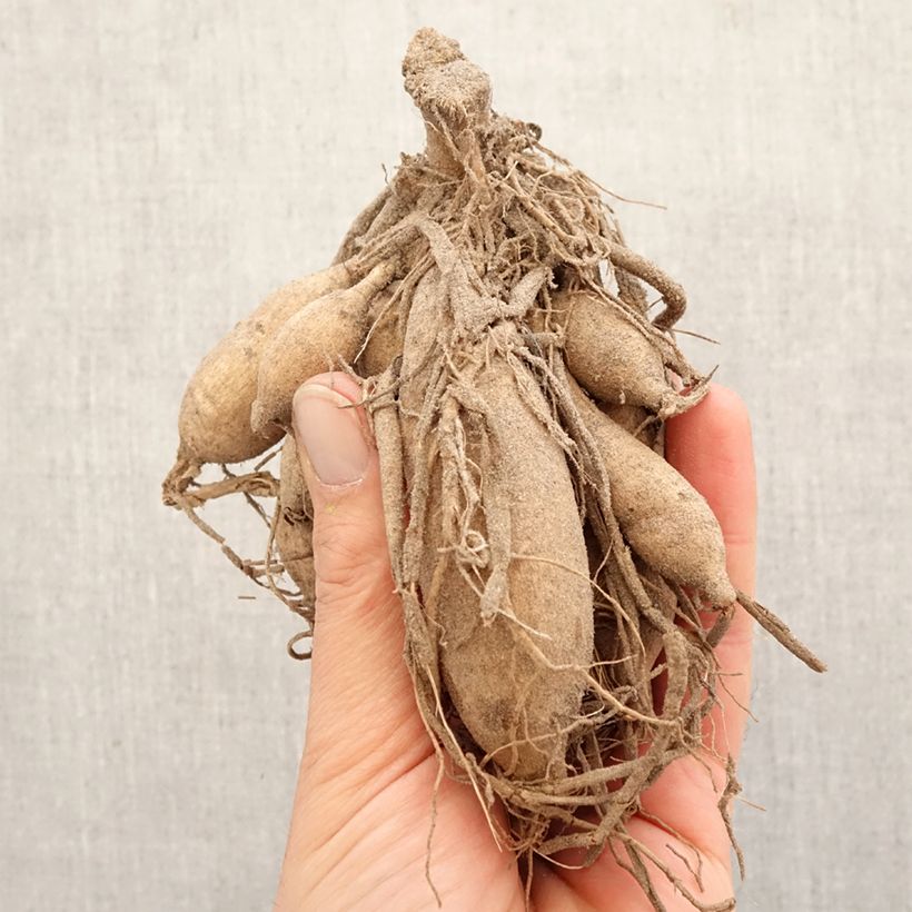 Dalia cactus Karma Purple Corona Bulbo calibre I Ejemplar entregado en la primavera