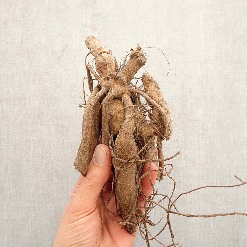 Dalia cactus Ludwig Helfert Bulbo calibre I Ejemplar entregado en la primavera