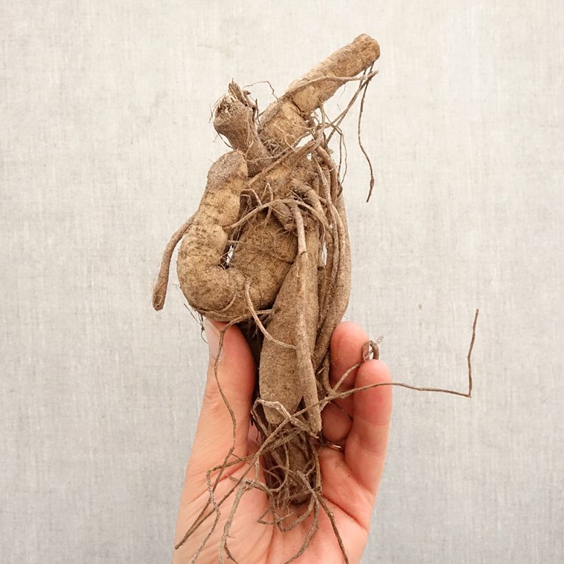 Dalia cactus Mingus Julie Bulbo calibre I Ejemplar entregado en la primavera