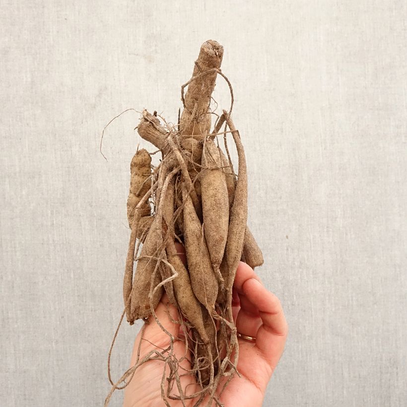 Dalia cactus Mount Tacoma Bulbo calibre I Ejemplar entregado en la primavera