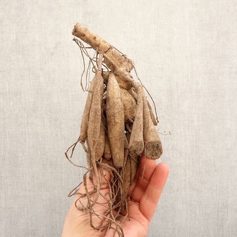 Dalia cactus My Love Bulbo calibre I Ejemplar entregado en la primavera