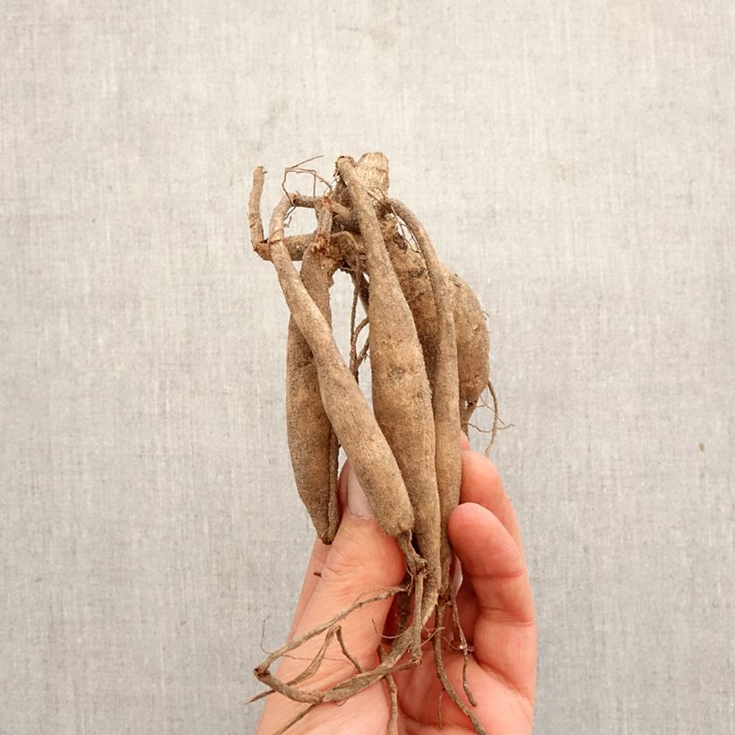 Dalia cactus Aspen Bulbo calibre I Ejemplar entregado en la primavera