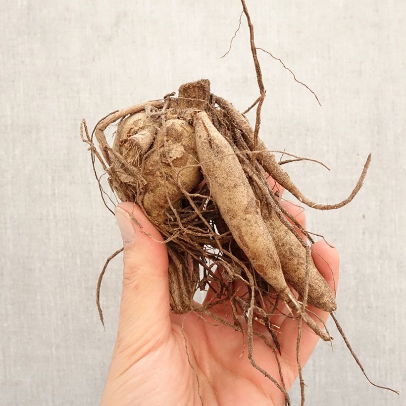 Dalia cactus Park Idylle Bulbo calibre I Ejemplar entregado en la primavera