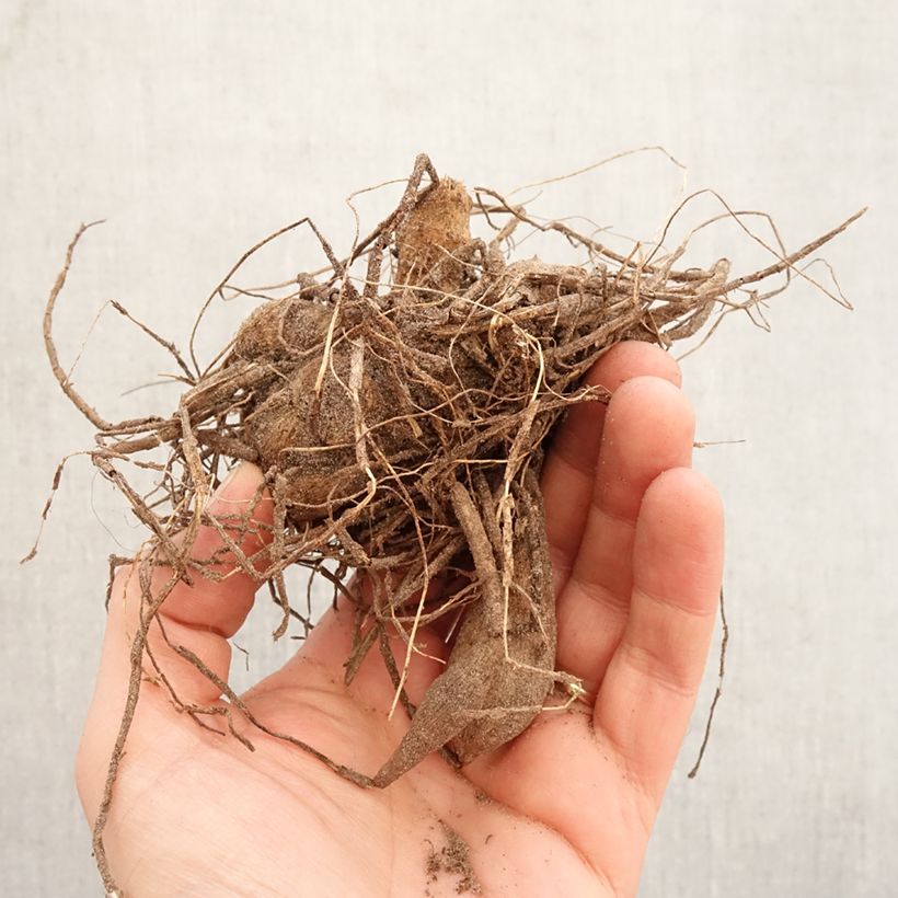 Dalia cactus Park Princess Bulbo calibre I Ejemplar entregado en la primavera