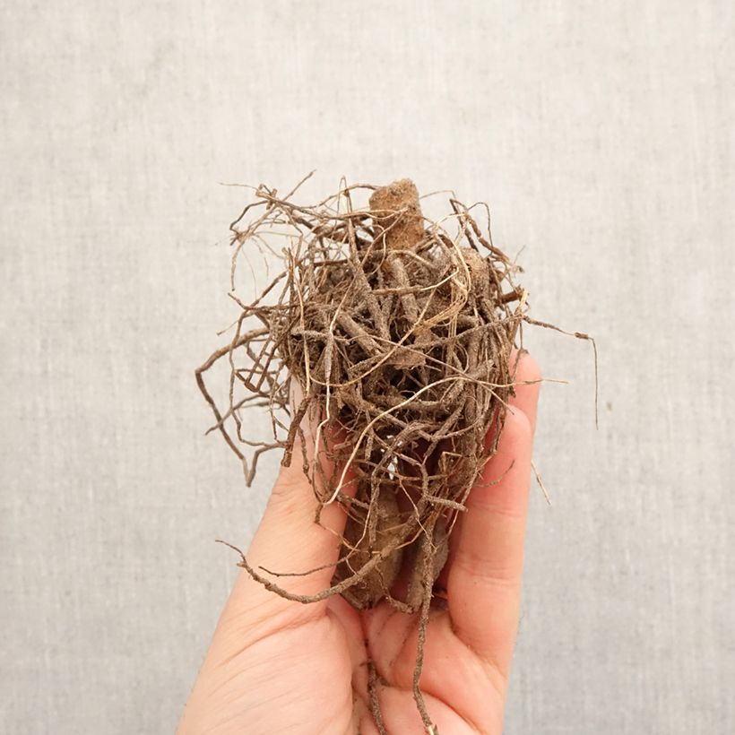 Dalia cactus Pianella Bulbo Ejemplar entregado en la primavera