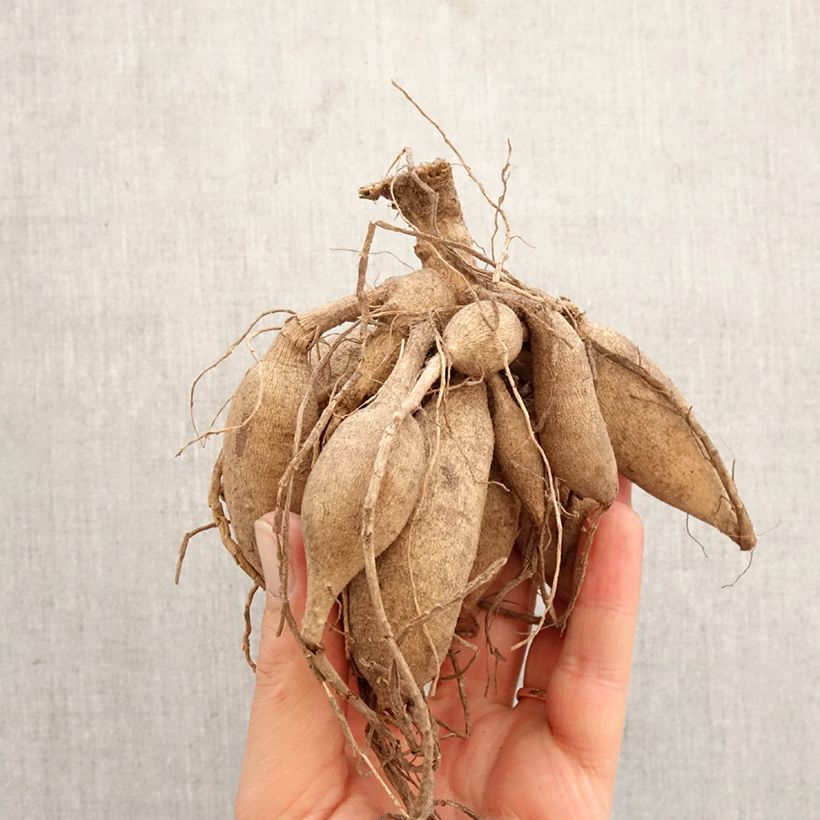 Dalia cactus Playa Blanca Bulbo calibre I Ejemplar entregado en la primavera