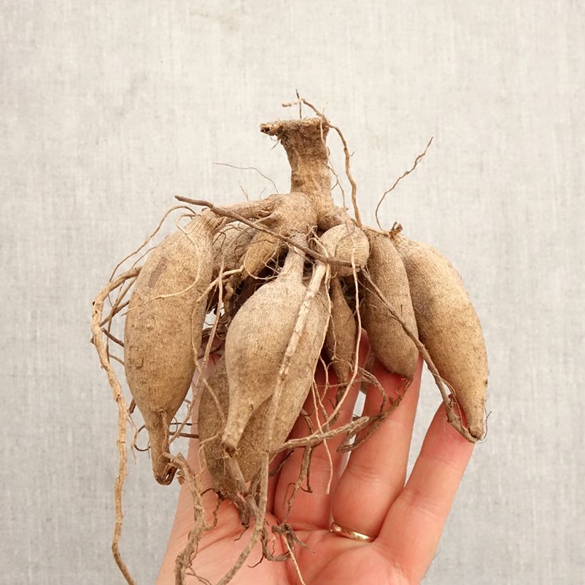 Dalia cactus Red Pygmy Bulbo calibre I Ejemplar entregado en la primavera