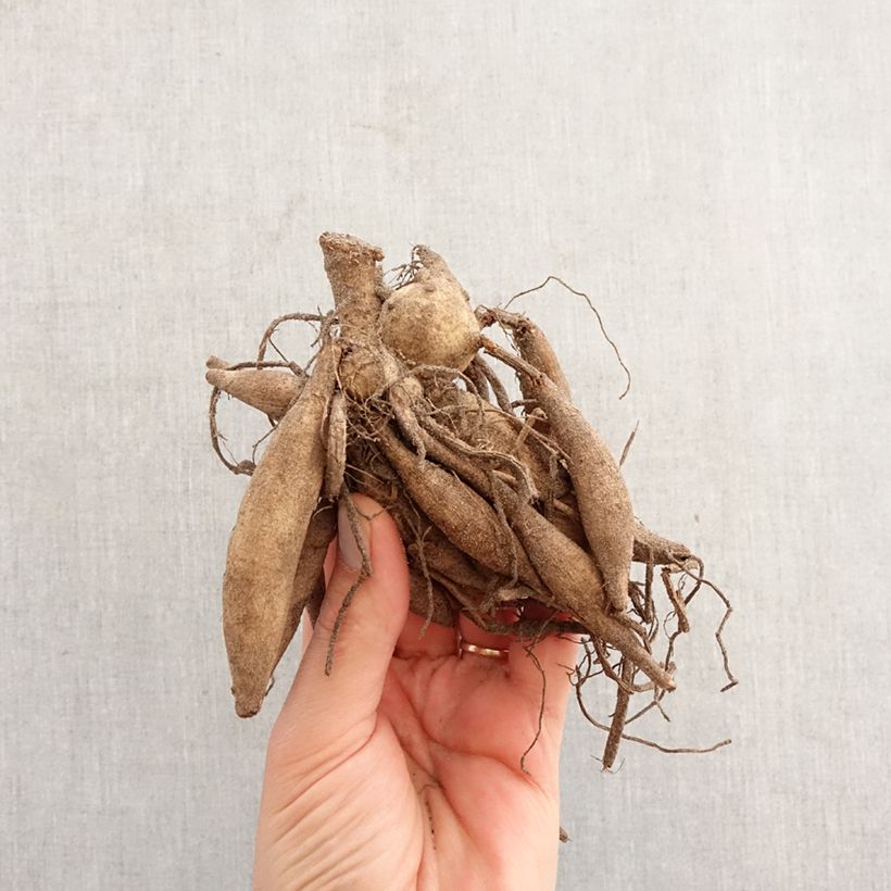 Dalia cactus Star's Lady Bulbo Ejemplar entregado en la primavera