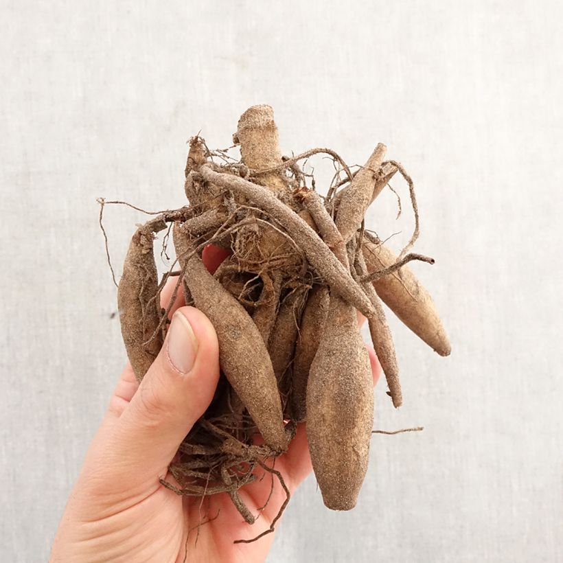 Dalia cactus Orfeo Bulbo calibre I Ejemplar entregado en la primavera