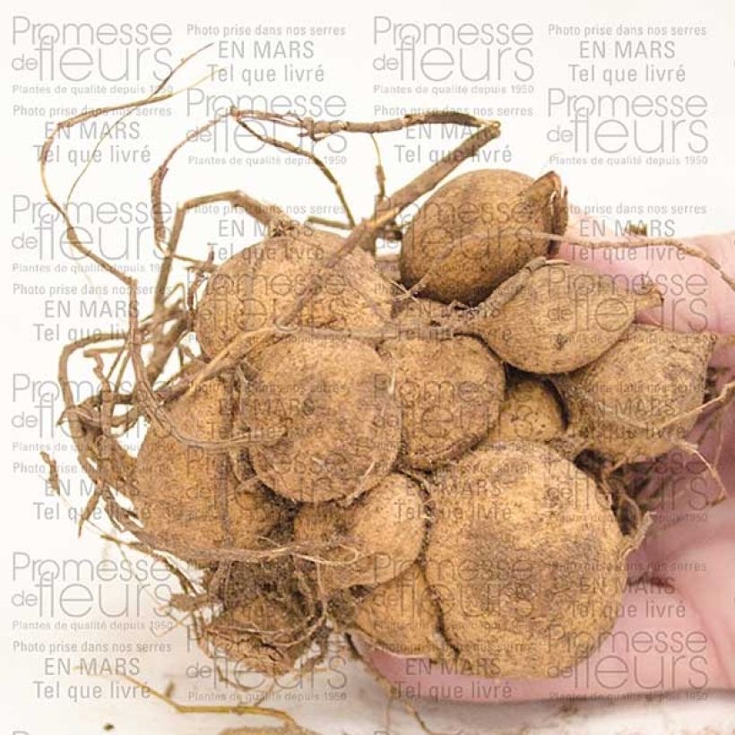 Ejemplo de ejemplar de Dalia cactus Park Princess Bulbo calibre I tal y como se entrega