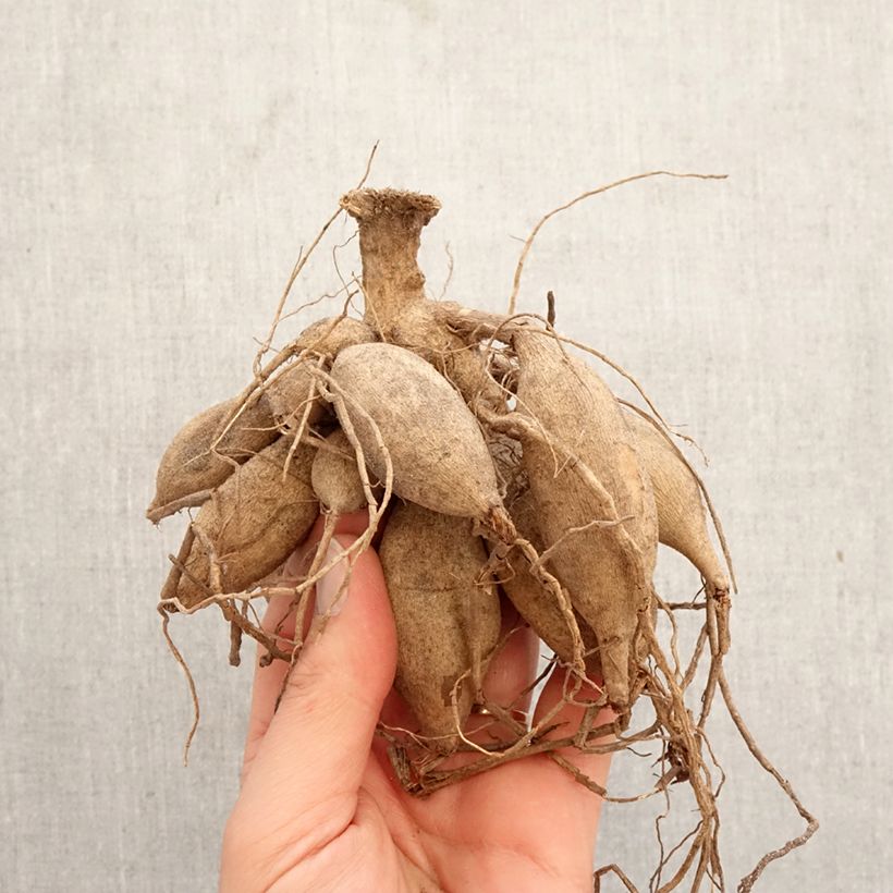 Dalia cactus Preference Bulbo calibre I Ejemplar entregado en la primavera