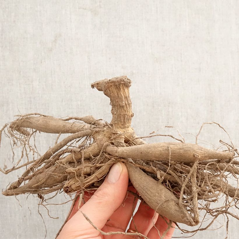 Dalia cactus Red Majorette Bulbo Ejemplar entregado en la primavera