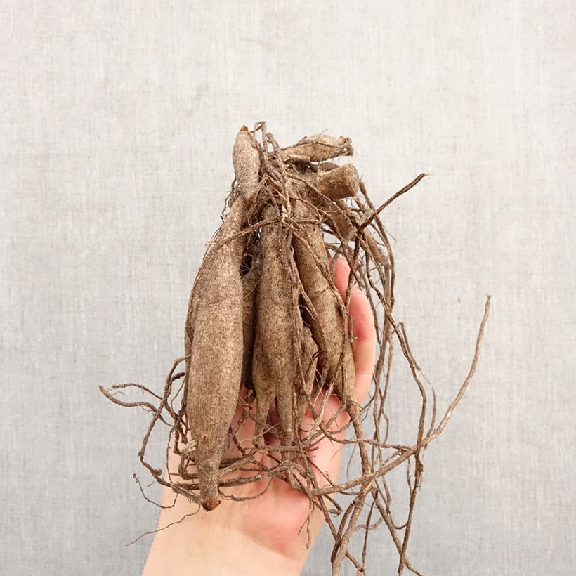 Dalia cactus Soeur Clarentine Bulbo Ejemplar entregado en la primavera