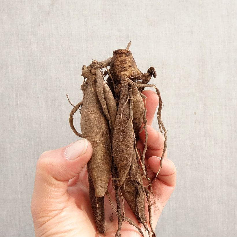 Dalia cactus Star Surprise Bulbo calibre I Ejemplar entregado en la primavera