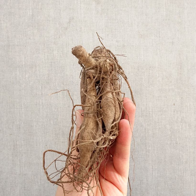 Dalia cactus Torsade Bulbo calibre I Ejemplar entregado en la primavera