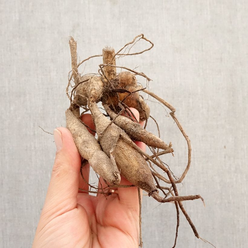 Dalia Berner Oberland Bulbo calibre I Ejemplar entregado en la primavera