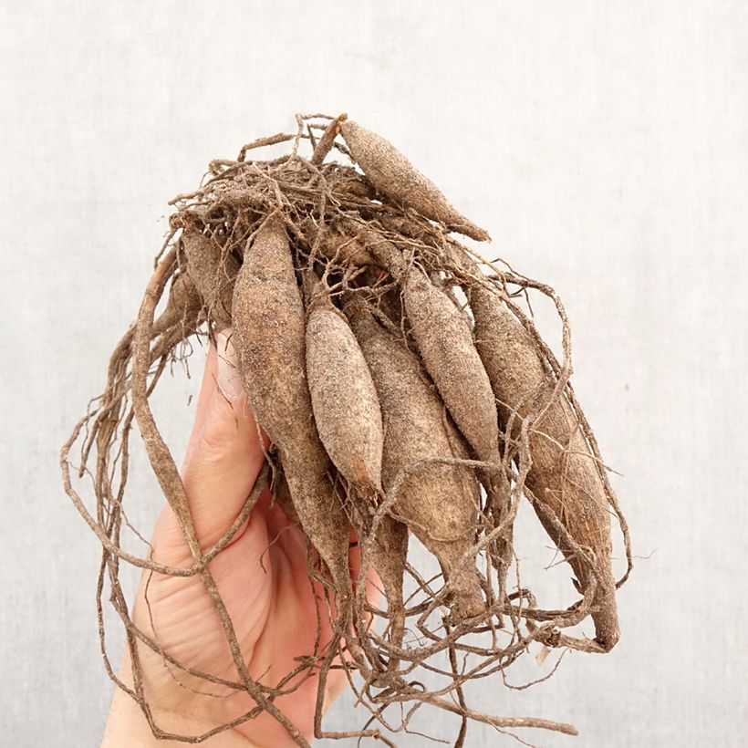 Dalia Dr Ph. Riedell Bulbo calibre I Ejemplar entregado en la primavera