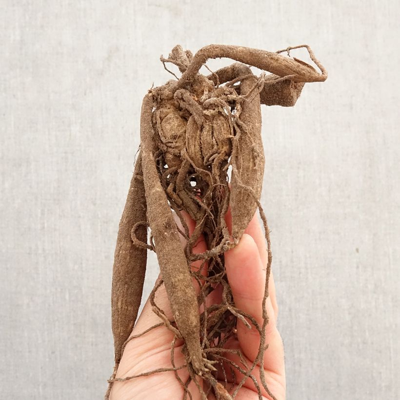 Dalia Glory of Heemstede Bulbo calibre I Ejemplar entregado en la primavera