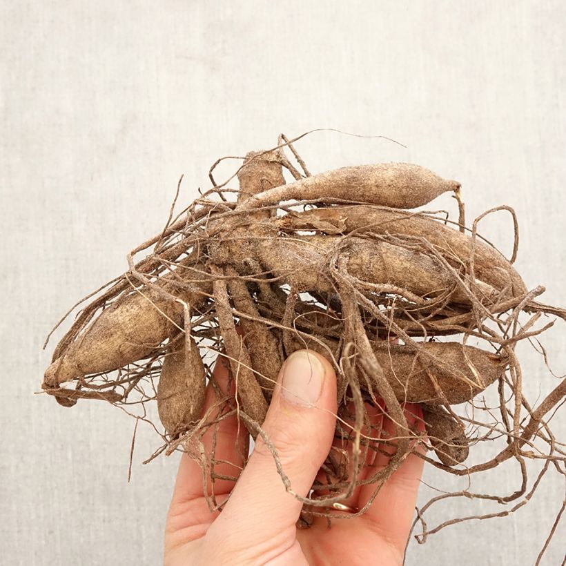 Dalia Lauren Michele Bulbo Ejemplar entregado en la primavera