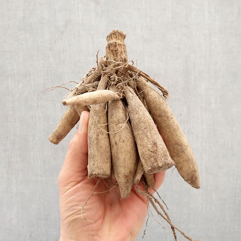 Dalia camelia White Onesta Bulbo calibre I Ejemplar entregado en la primavera