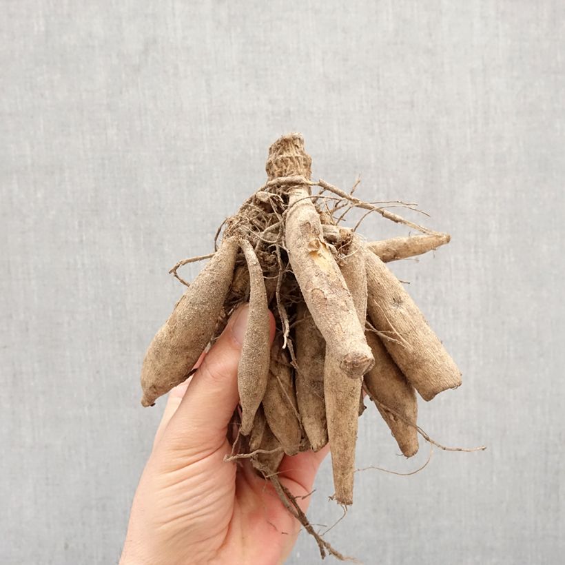 Dalia Collarette Night Butterfly Bulbo calibre I Ejemplar entregado en la primavera