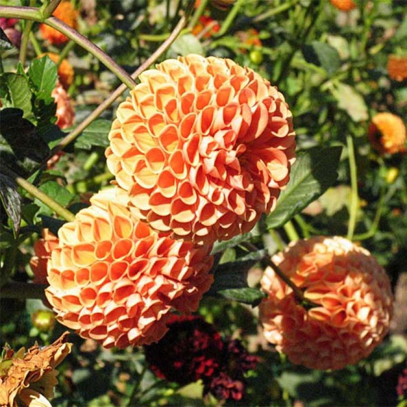 Dalia bola Cornel Bronz (Floración)