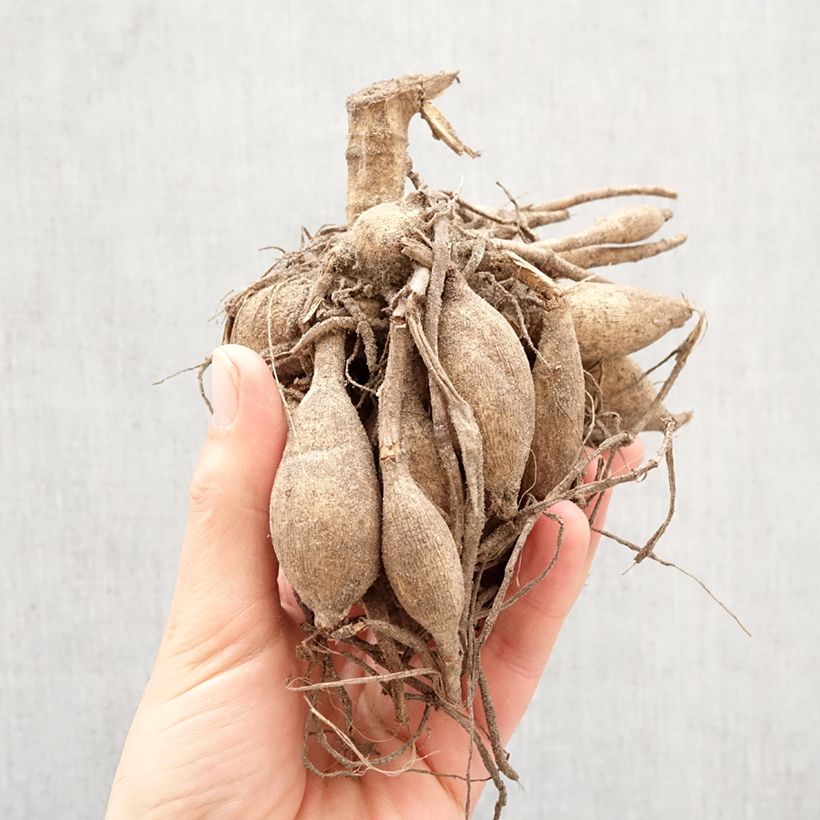 Dalia decorativa Break Out Bulbo calibre I Ejemplar entregado en la primavera