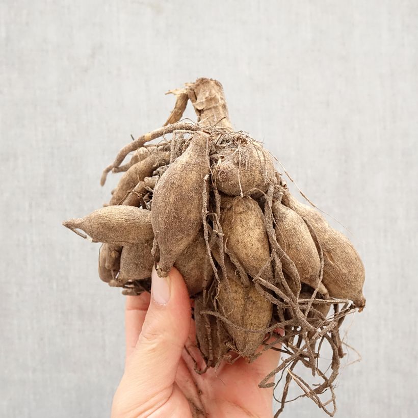 Dalia decorativa Taiheiyo Bulbo calibre I Ejemplar entregado en la primavera