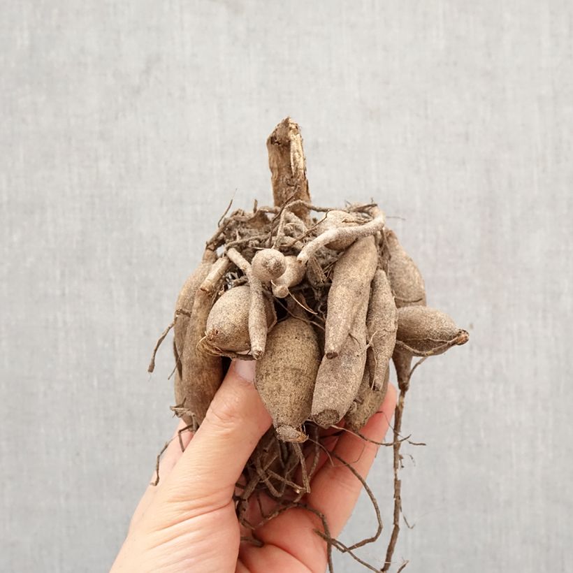 Dalia decorativa Calgary Flames Bulbo calibre I Ejemplar entregado en la primavera