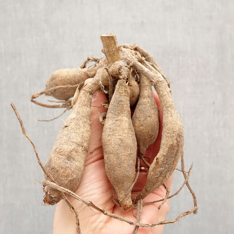 Dalia decorativa Caramel Bulbo calibre I Ejemplar entregado en la primavera