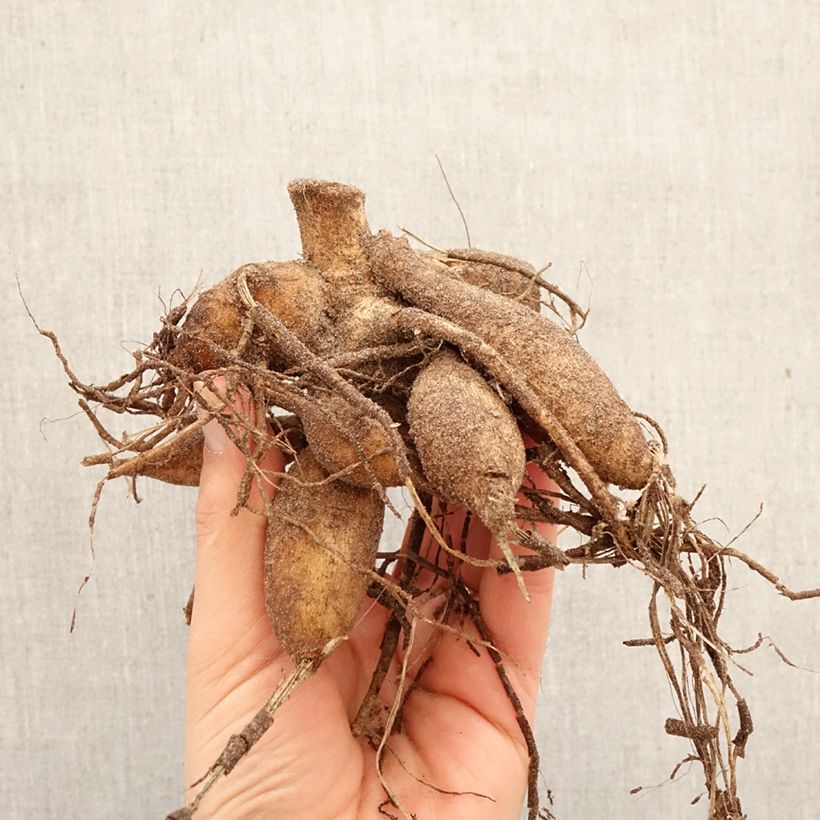 Dalia decorativa Hapet Harmony Bulbo calibre I Ejemplar entregado en la primavera