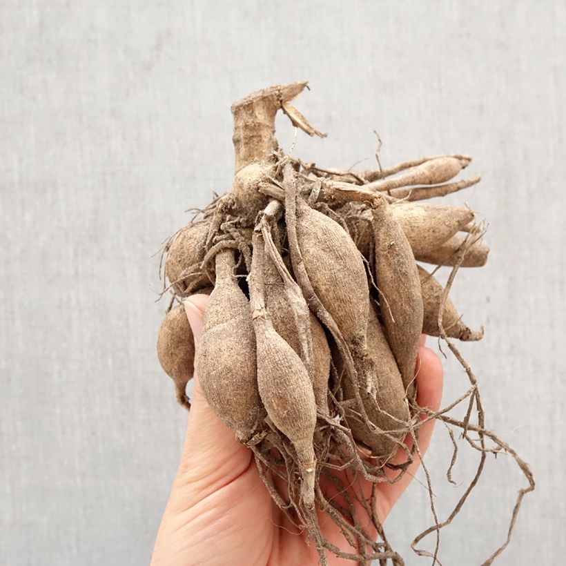 Dalia decorativa Mister Blue Bulbo calibre I Ejemplar entregado en la primavera