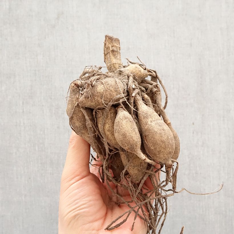 Dalia decorativa Saint Martin Bulbo calibre I Ejemplar entregado en la primavera