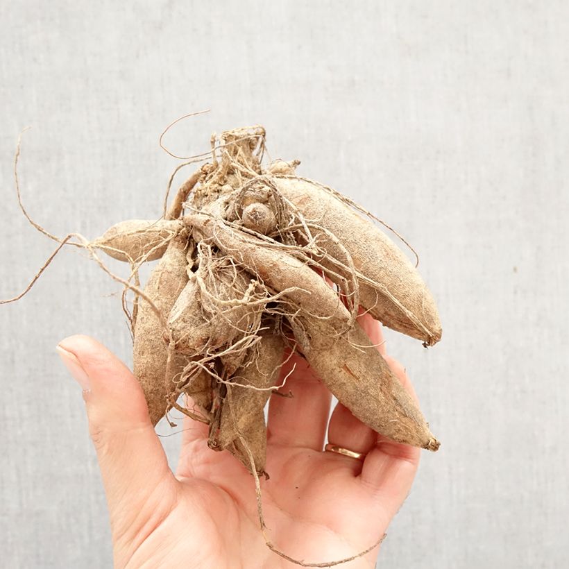 Dalia decorativa Stardust Bulbo calibre I Ejemplar entregado en la primavera