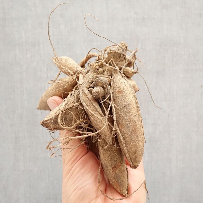 Dalia decorativa Sturm Kika Bulbo calibre I Ejemplar entregado en la primavera