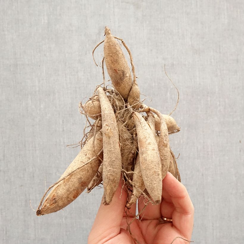 Dalia decorativa Tanita Bulbo calibre I Ejemplar entregado en la primavera