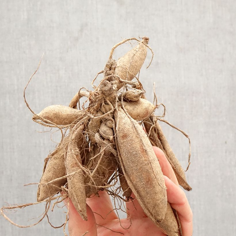 Dalia decorativa Violet Dance Bulbo calibre I Ejemplar entregado en la primavera