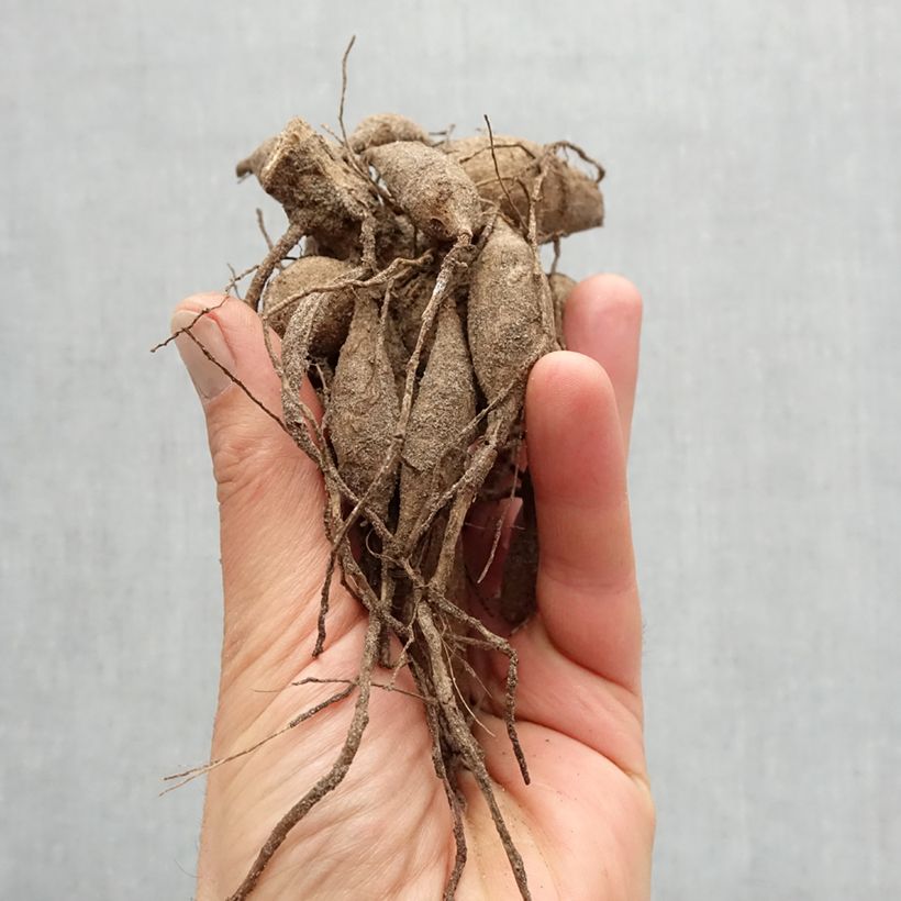 Dalia decorativa All That Jazz Bulbo calibre I Ejemplar entregado en la primavera