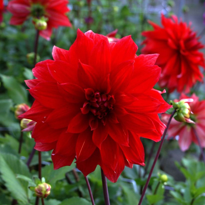 Dalia decorativa Babylon rouge (Floración)
