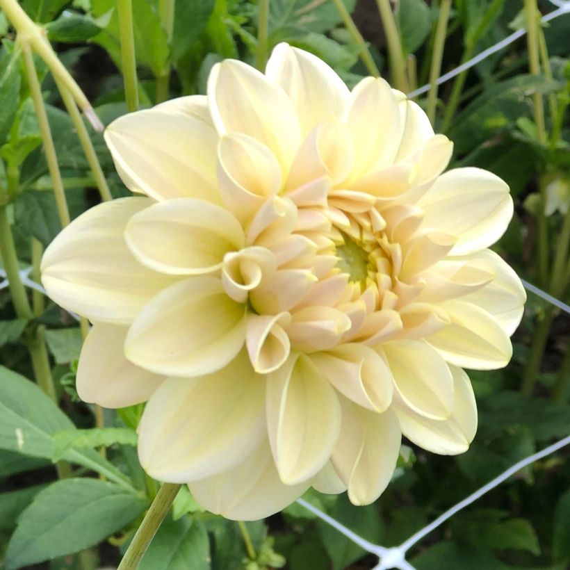 Dalia decorativa Caramel Antique (Floración)
