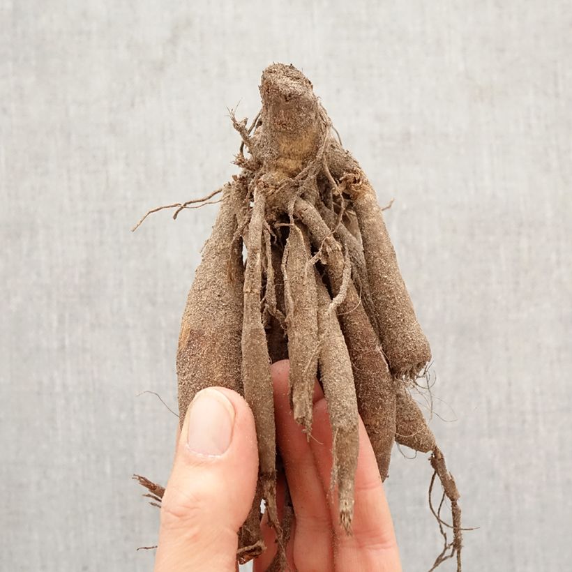 Dalia decorativa Connels Gloriosa Bulbo calibre I Ejemplar entregado en la primavera