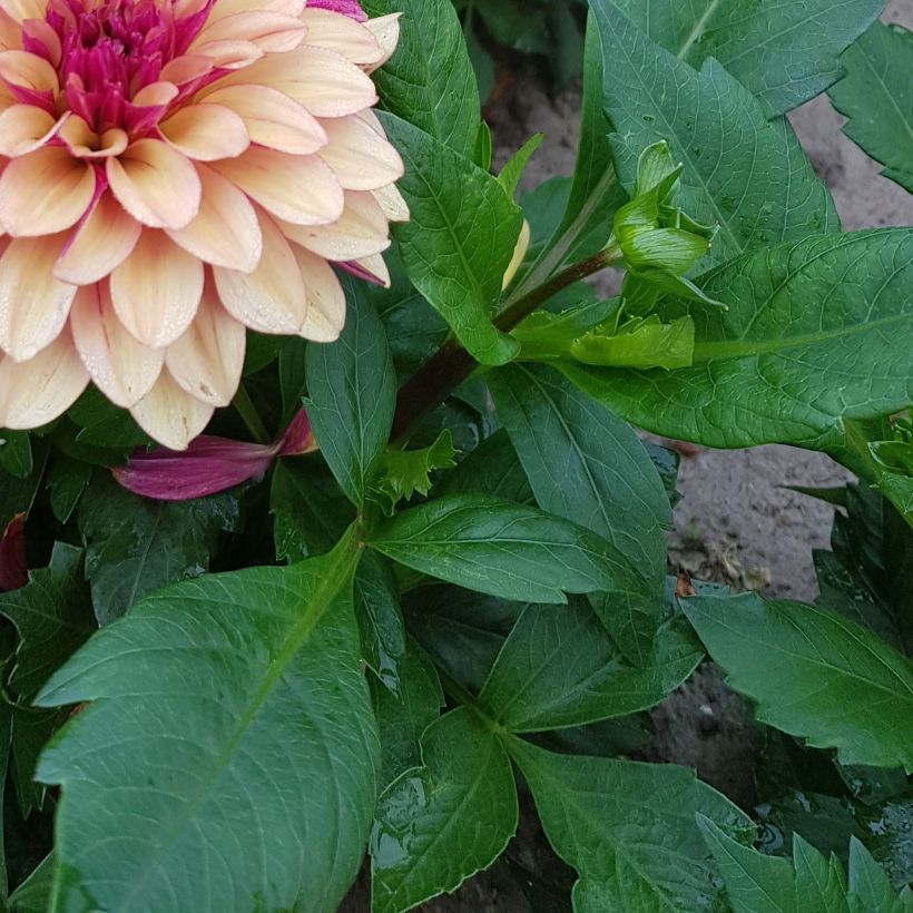 Dalia decorativa Crème de Cognac (Follaje)