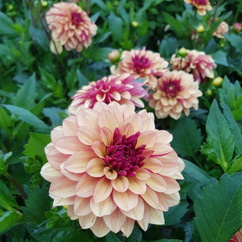 Dalia decorativa Crème de Cognac (Floración)