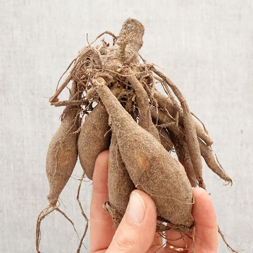 Dalia decorativa Davos Bulbo calibre I Ejemplar entregado en la primavera