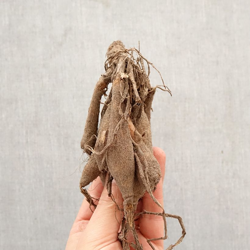 Dalia decorativa Dazzling Sun Bulbo calibre I Ejemplar entregado en la primavera