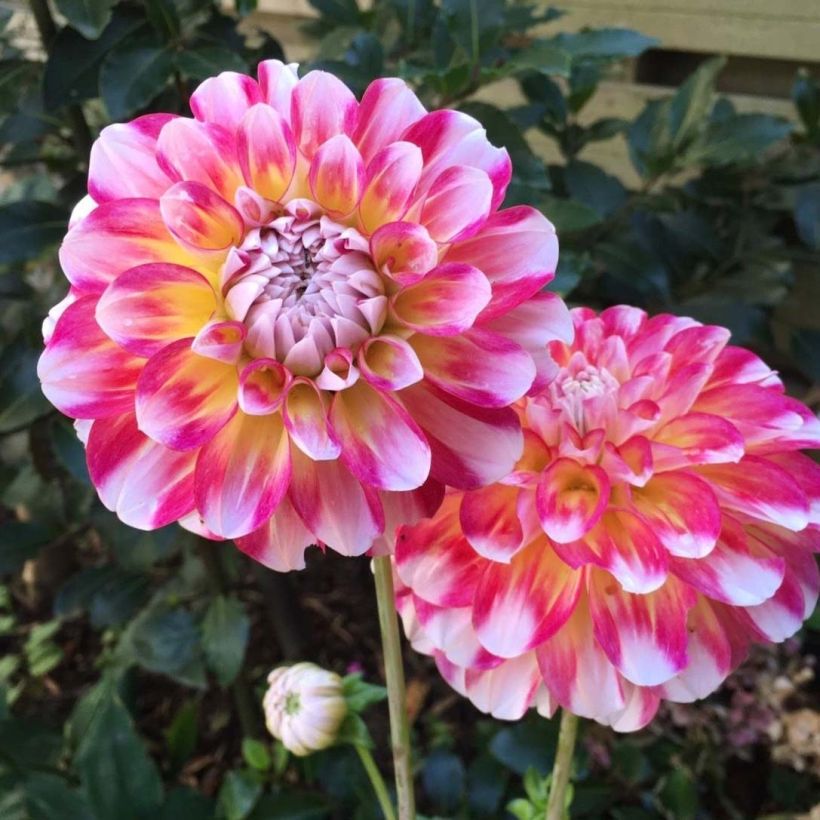 Dalia decorativa Hawaii (Floración)