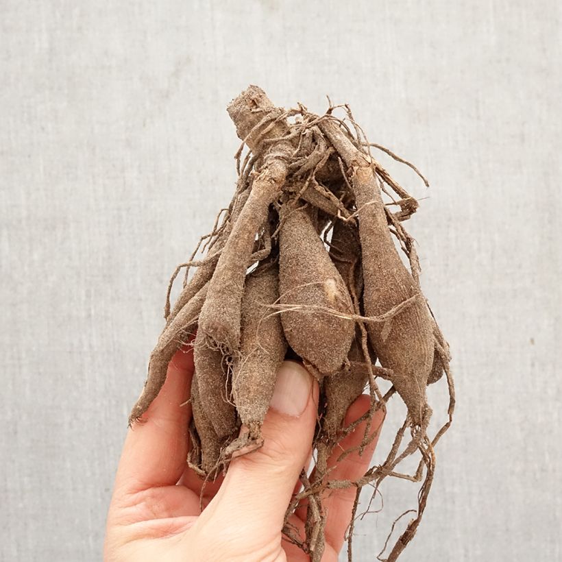 Dalia decorativa Invitation Bulbo calibre I Ejemplar entregado en la primavera