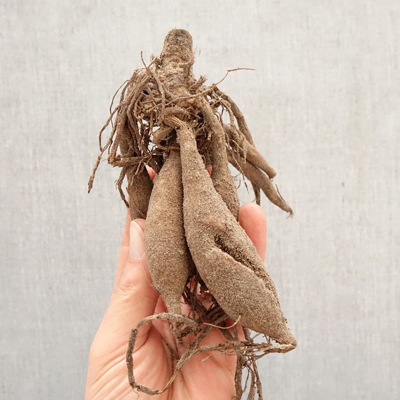 Dalia decorativa Japlou Bulbo calibre I Ejemplar entregado en la primavera